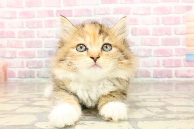 茨城県のラガマフィン (Coo&RIKUコメリパワーつくば西店/2025年4月30日生まれ/女の子/ブラウンパッチドタビーホワイト)の子猫の1枚目の画像