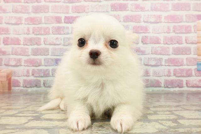 東京都のチワワ(ロング) (Coo&RIKU広尾店/2025年4月28日生まれ/男の子/ホワイトクリーム)の子犬の1枚目の画像