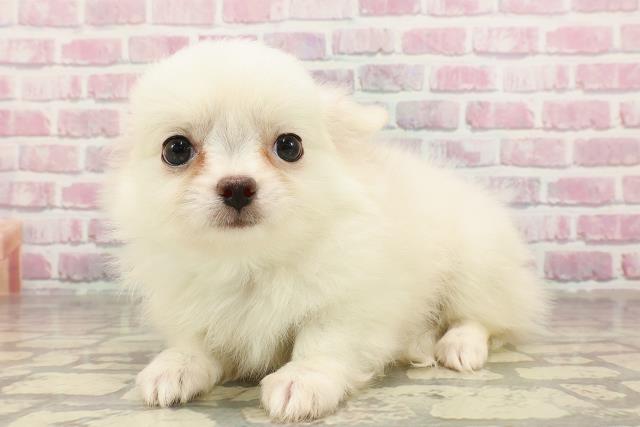 東京都のチワワ(ロング) (Coo&RIKU広尾店/2025年4月28日生まれ/男の子/ホワイトクリーム)の子犬の2枚目の画像