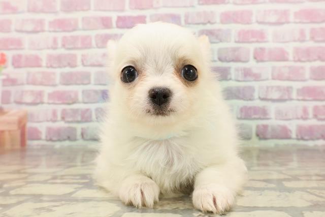 静岡県のチワワ(ロング) (Coo&RIKU富士店/2025年4月28日生まれ/男の子/ホワイトクリーム)の子犬の1枚目の画像