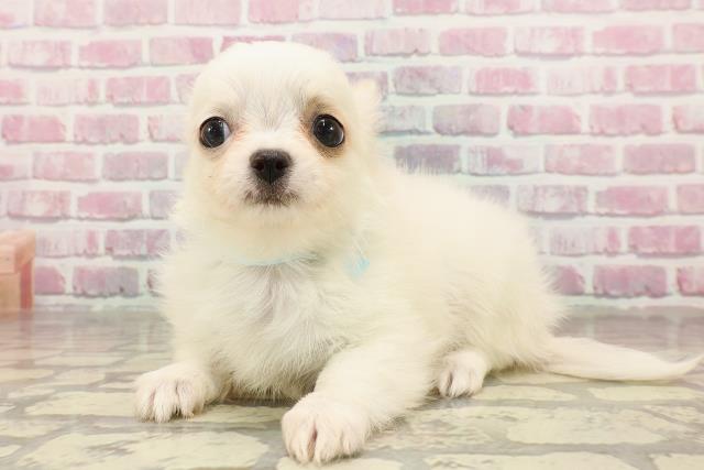 静岡県のチワワ(ロング) (Coo&RIKU富士店/2025年4月28日生まれ/男の子/ホワイトクリーム)の子犬の2枚目の画像