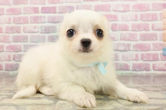 静岡県のチワワ(ロング) (Coo&RIKU富士店/2025年4月28日生まれ/男の子/ホワイトクリーム)の子犬の3枚目の画像