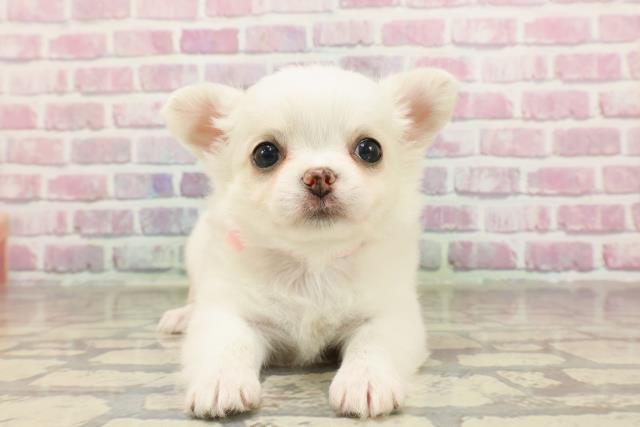 東京都のチワワ(ロング) (Coo&RIKU新小岩店/2025年4月29日生まれ/女の子/クリーム)の子犬の1枚目の画像