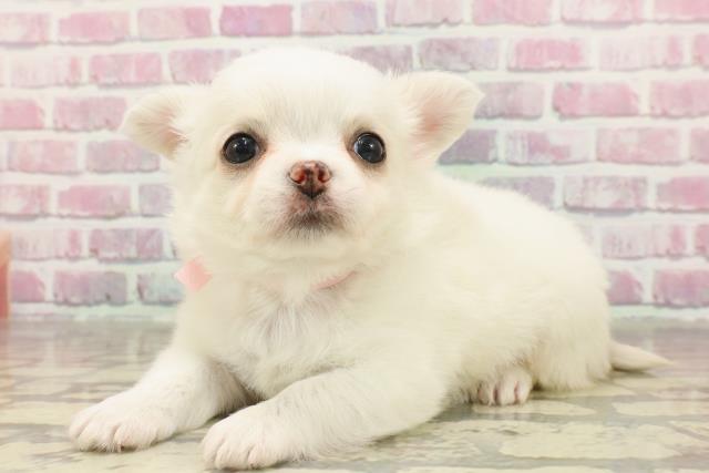 東京都のチワワ(ロング) (Coo&RIKU新小岩店/2025年4月29日生まれ/女の子/クリーム)の子犬の2枚目の画像