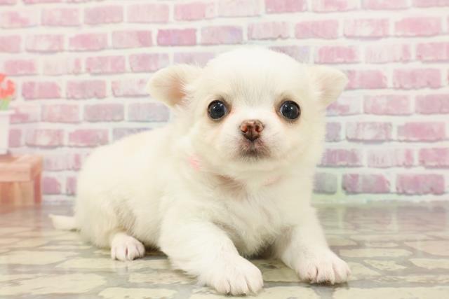 東京都のチワワ(ロング) (Coo&RIKU新小岩店/2025年4月29日生まれ/女の子/クリーム)の子犬の3枚目の画像