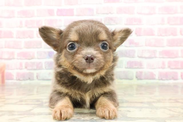 東京都のチワワ(ロング) (Coo&RIKU中野サンモール店/2025年4月28日生まれ/男の子/ブルータン)の子犬の1枚目の画像