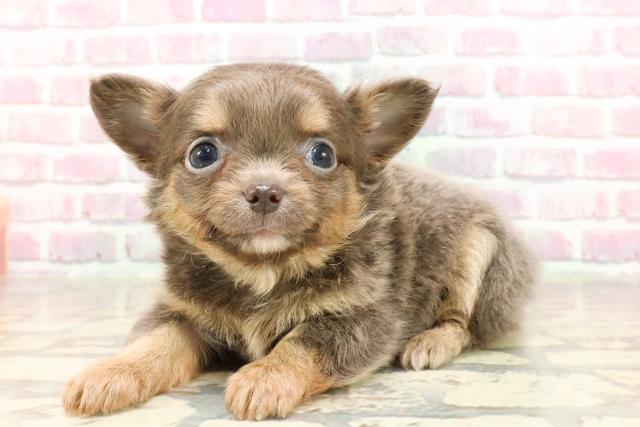 東京都のチワワ(ロング) (Coo&RIKU中野サンモール店/2025年4月28日生まれ/男の子/ブルータン)の子犬の2枚目の画像