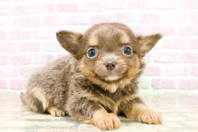 東京都のチワワ(ロング) (Coo&RIKU中野サンモール店/2025年4月28日生まれ/男の子/ブルータン)の子犬の3枚目の画像