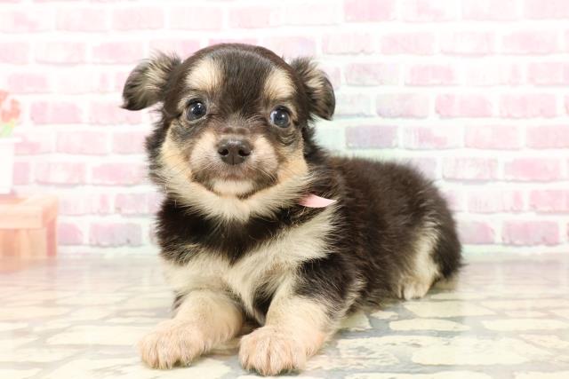 宮城県のチワワ(ロング) (Coo&RIKU仙台太白店/2025年4月28日生まれ/女の子/ブラックタン)の子犬の2枚目の画像