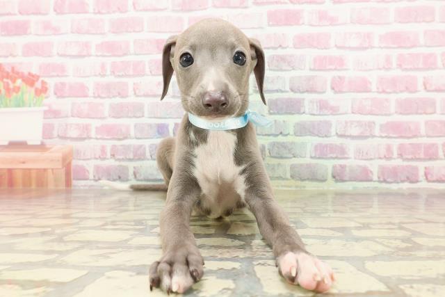 千葉県のイタリアングレーハウンド (Coo&RIKU南柏店/2025年4月30日生まれ/男の子/ブルーホワイト)の子犬の1枚目の画像