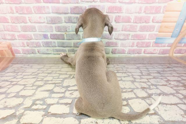 千葉県のイタリアングレーハウンド (Coo&RIKU南柏店/2025年4月30日生まれ/男の子/ブルーホワイト)の子犬の4枚目の画像