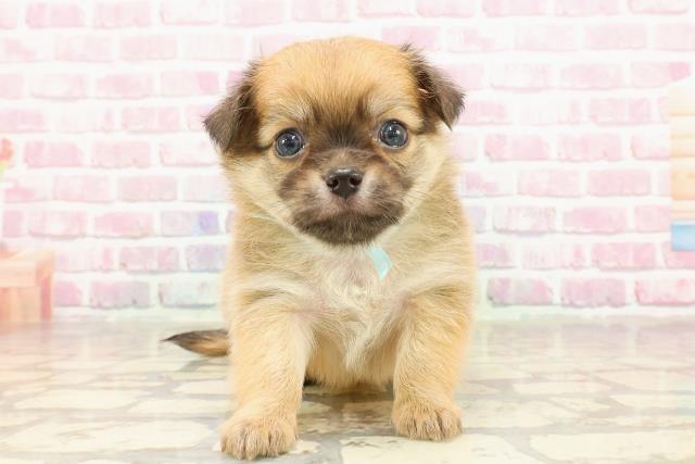 東京都のチワワ(ロング) (Coo&RIKU江戸川店/2025年4月29日生まれ/男の子/レッド)の子犬の1枚目の画像