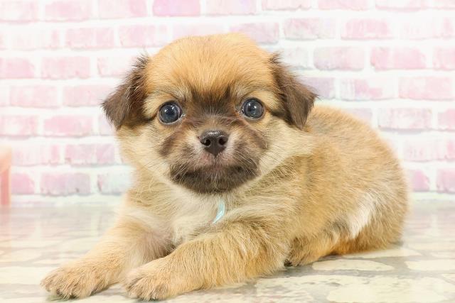東京都のチワワ(ロング) (Coo&RIKU江戸川店/2025年4月29日生まれ/男の子/レッド)の子犬の2枚目の画像