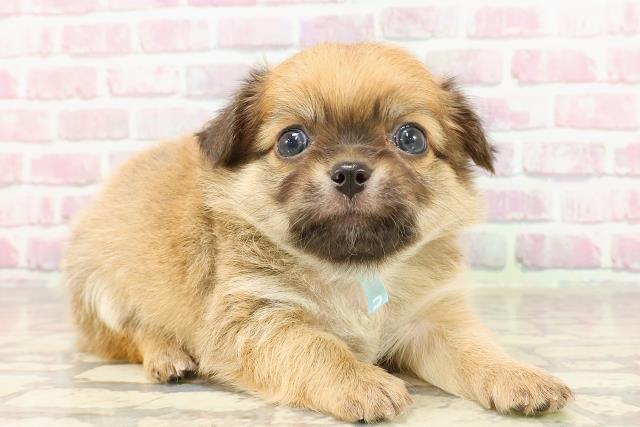 東京都のチワワ(ロング) (Coo&RIKU江戸川店/2025年4月29日生まれ/男の子/レッド)の子犬の3枚目の画像