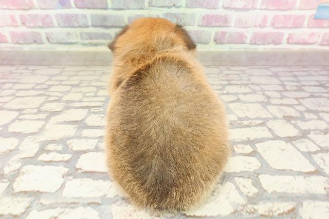 東京都のチワワ(ロング) (Coo&RIKU江戸川店/2025年4月29日生まれ/男の子/レッド)の子犬の4枚目の画像