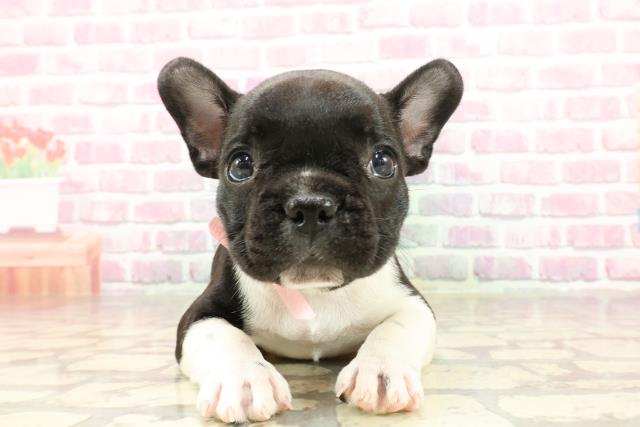 東京都のフレンチブルドッグ (Coo&RIKU新小岩店/2025年4月29日生まれ/女の子/パイド)の子犬の1枚目の画像