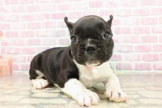 東京都のフレンチブルドッグ (Coo&RIKU新小岩店/2025年4月29日生まれ/女の子/パイド)の子犬の3枚目の画像