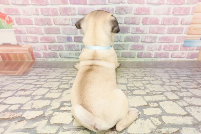 東京都のパグ (Coo&RIKU中野サンモール店/2025年4月27日生まれ/男の子/フォーン)の子犬の4枚目の画像