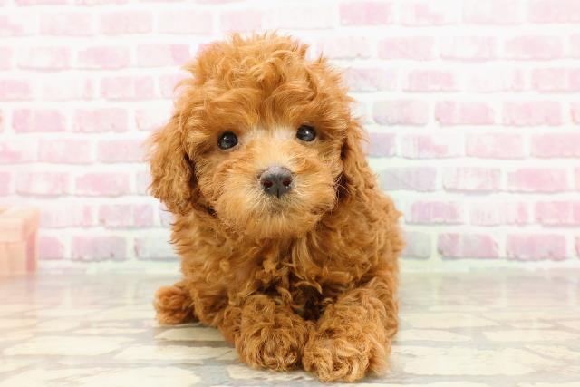千葉県のトイプードル(トイ) (Coo&RIKU南柏店/2025年4月30日生まれ/男の子/レッド)の子犬の1枚目の画像