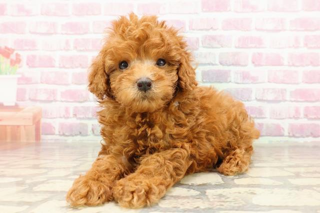 千葉県のトイプードル(トイ) (Coo&RIKU南柏店/2025年4月30日生まれ/男の子/レッド)の子犬の2枚目の画像