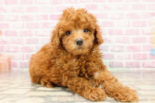 千葉県のトイプードル(トイ) (Coo&RIKU南柏店/2025年4月30日生まれ/男の子/レッド)の子犬の3枚目の画像