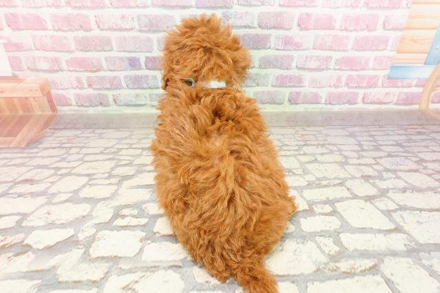 千葉県のトイプードル(トイ) (Coo&RIKU南柏店/2025年4月30日生まれ/男の子/レッド)の子犬の4枚目の画像