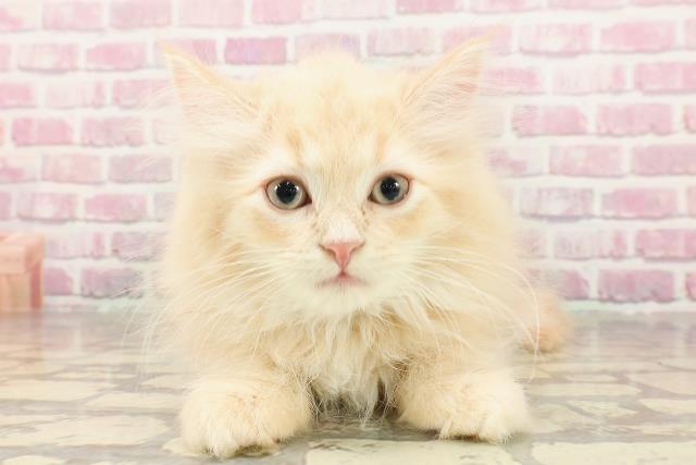 群馬県のラガマフィン (Coo&RIKU前橋店/2025年4月26日生まれ/男の子/クリームタビー)の子猫の1枚目の画像