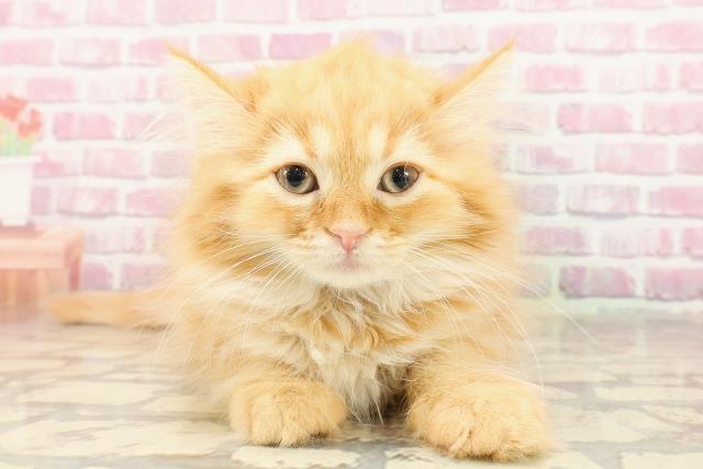 東京都のラガマフィン (Coo&RIKU武蔵小山店/2025年4月26日生まれ/女の子/レッドタビー)の子猫の1枚目の画像