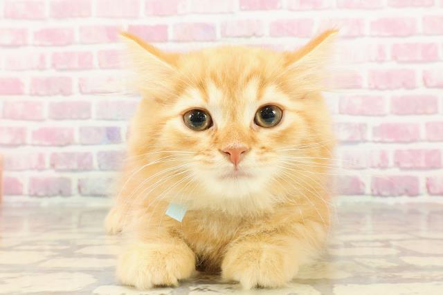 東京都のラガマフィン (Coo&RIKU高円寺店/2025年4月25日生まれ/男の子/レッドタビー)の子猫の1枚目の画像