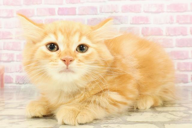 東京都のラガマフィン (Coo&RIKU高円寺店/2025年4月25日生まれ/男の子/レッドタビー)の子猫の2枚目の画像