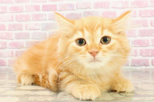 東京都のラガマフィン (Coo&RIKU高円寺店/2025年4月25日生まれ/男の子/レッドタビー)の子猫の3枚目の画像