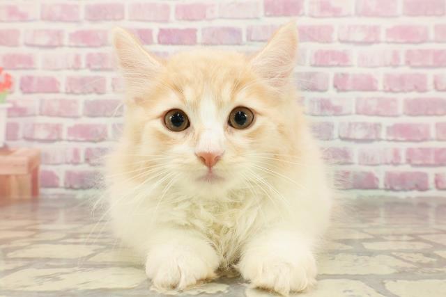 東京都のラガマフィン (Coo&RIKU練馬店/2025年4月25日生まれ/男の子/クリームタビーホワイト)の子猫