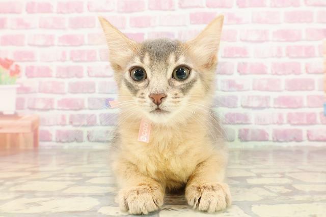 東京都のソマリ (Coo&RIKU赤坂店/2025年4月26日生まれ/女の子/ブルー)の子猫の1枚目の画像