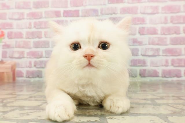 神奈川県のサイベリアン (Coo&RIKU平塚店/2025年4月25日生まれ/男の子/クリームタビーホワイト)の子猫の1枚目の画像