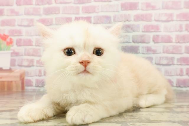 神奈川県のサイベリアン (Coo&RIKU平塚店/2025年4月25日生まれ/男の子/クリームタビーホワイト)の子猫の2枚目の画像