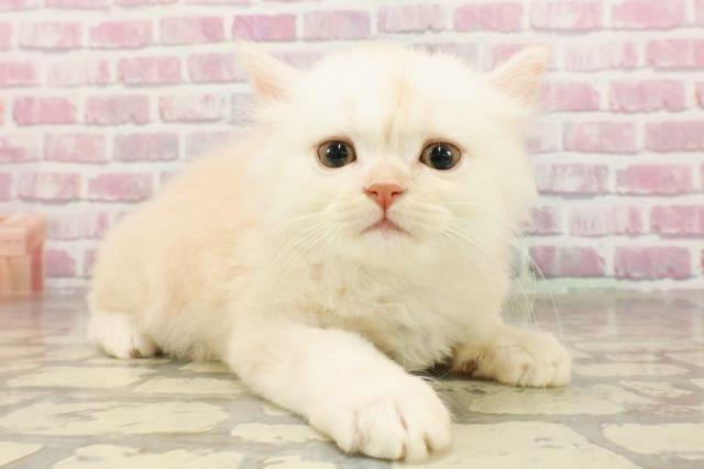神奈川県のサイベリアン (Coo&RIKU平塚店/2025年4月25日生まれ/男の子/クリームタビーホワイト)の子猫の3枚目の画像