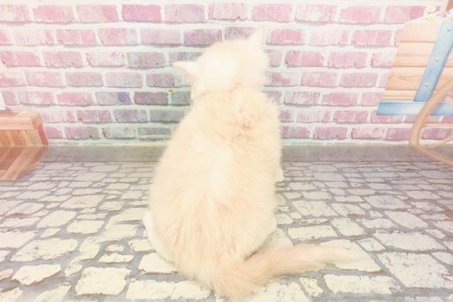 神奈川県のサイベリアン (Coo&RIKU平塚店/2025年4月25日生まれ/男の子/クリームタビーホワイト)の子猫の4枚目の画像