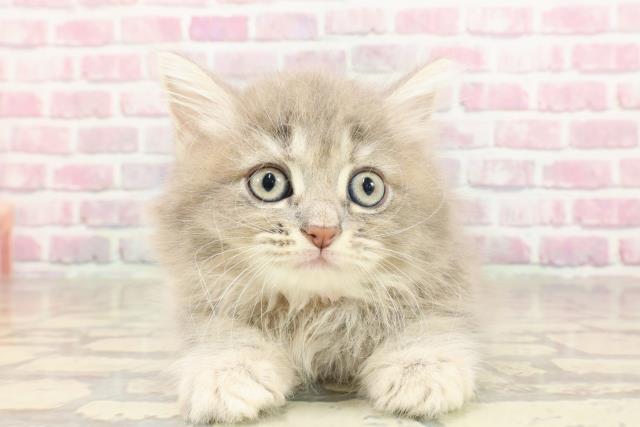 東京都のサイベリアン (Coo&RIKU大久保店/2025年4月30日生まれ/女の子/ブルーパッチドタビー)の子猫