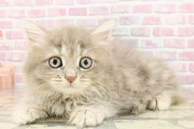 東京都のサイベリアン (Coo&RIKU大久保店/2025年4月30日生まれ/女の子/ブルーパッチドタビー)の子猫の2枚目の画像