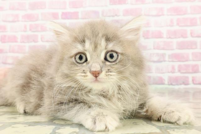 東京都のサイベリアン (Coo&RIKU大久保店/2025年4月30日生まれ/女の子/ブルーパッチドタビー)の子猫の3枚目の画像
