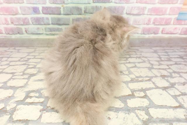 東京都のサイベリアン (Coo&RIKU大久保店/2025年4月30日生まれ/女の子/ブルーパッチドタビー)の子猫の4枚目の画像