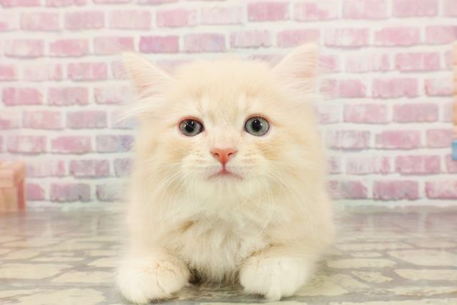 東京都のサイベリアン (Coo&RIKU浅草店/2025年4月30日生まれ/男の子/クリームタビーホワイト)の子猫の1枚目の画像