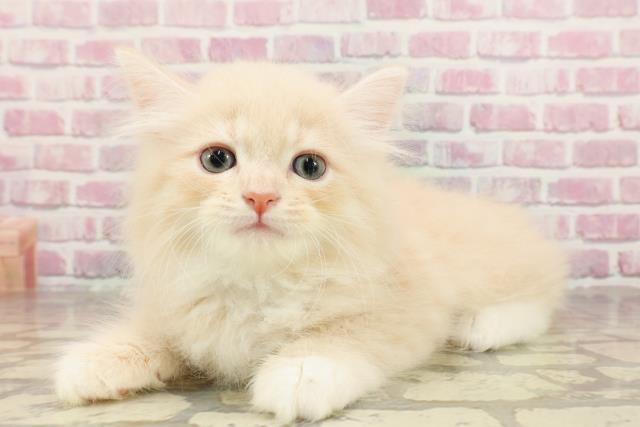 東京都のサイベリアン (Coo&RIKU浅草店/2025年4月30日生まれ/男の子/クリームタビーホワイト)の子猫の2枚目の画像