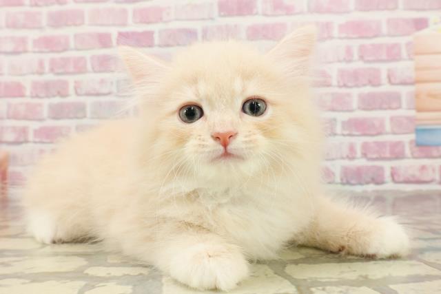 東京都のサイベリアン (Coo&RIKU浅草店/2025年4月30日生まれ/男の子/クリームタビーホワイト)の子猫の3枚目の画像