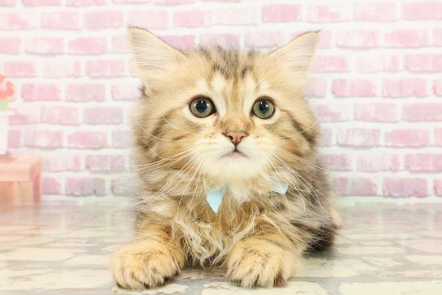 静岡県のサイベリアン (Coo&RIKU藤枝店/2025年4月24日生まれ/男の子/ブラウンタビー)の子猫の1枚目の画像