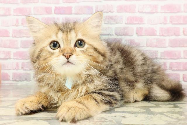 静岡県のサイベリアン (Coo&RIKU藤枝店/2025年4月24日生まれ/男の子/ブラウンタビー)の子猫の2枚目の画像