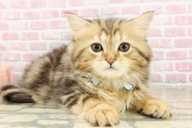 静岡県のサイベリアン (Coo&RIKU藤枝店/2025年4月24日生まれ/男の子/ブラウンタビー)の子猫の3枚目の画像
