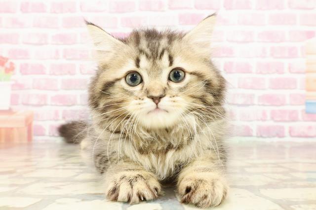 東京都のサイベリアン (Coo&RIKU秋葉原店/2025年4月24日生まれ/男の子/ブラウンタビー)の子猫の1枚目の画像