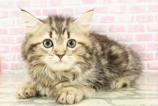 東京都のサイベリアン (Coo&RIKU秋葉原店/2025年4月24日生まれ/男の子/ブラウンタビー)の子猫の2枚目の画像