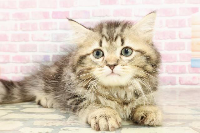 東京都のサイベリアン (Coo&RIKU秋葉原店/2025年4月24日生まれ/男の子/ブラウンタビー)の子猫の3枚目の画像